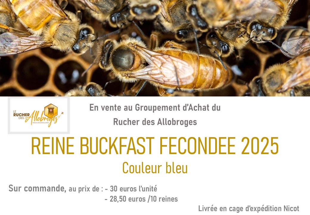 REINE BUCKFAST FECONDEE 2025